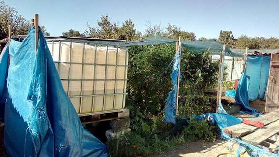 На Николаевщине в доме 37-летнего мужчины нашли огород с коноплей 
