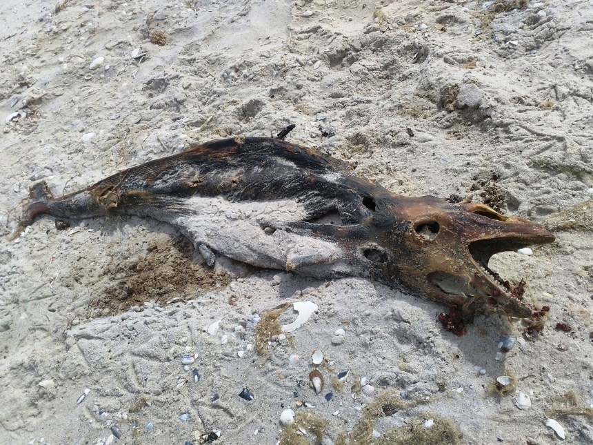 Весь берег Кинбурнской косы усеян трупами дельфинов