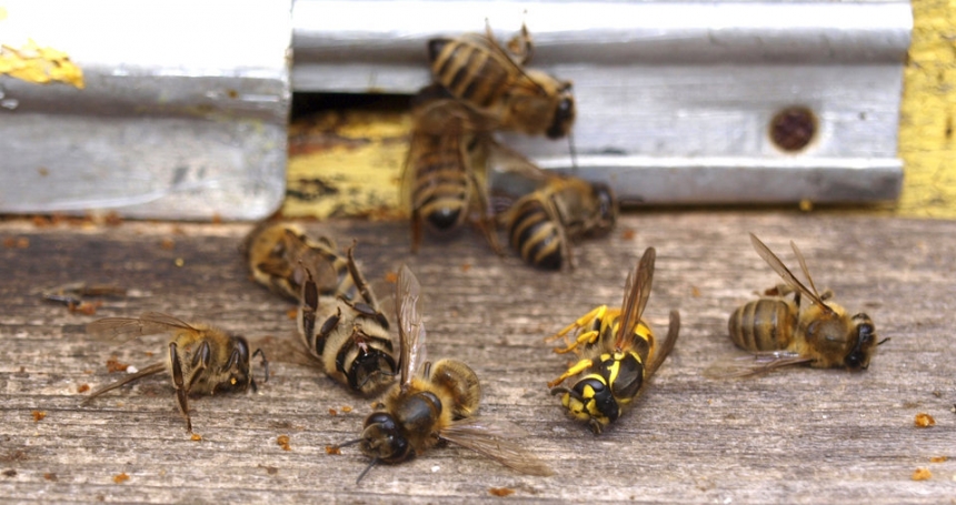 Гибель насекомых в Европе грозит экологическим Армагеддоном