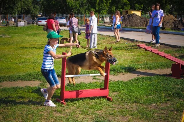 В Николаеве предлагают за счет «Общественного бюджета» построить площадку для выгула и дрессировки собак