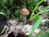 В Николаевской области люди травятся грибами