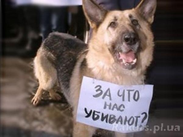 Нелюди расстреляли в Херсоне более сотни собак