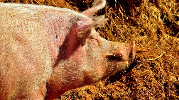 В Омске любовники скормили фермера свиньям