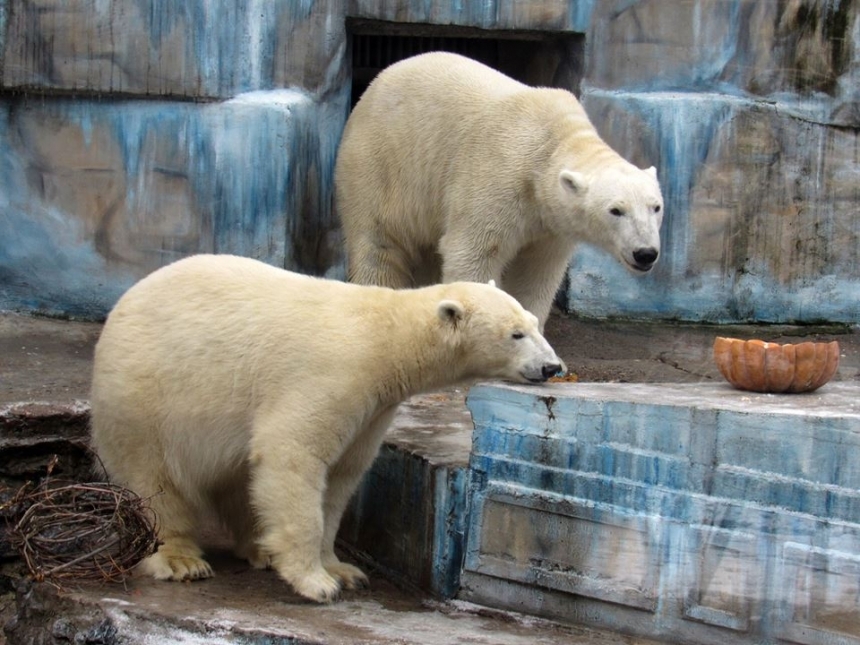 В Николаевском зоопарке у белой медведицы Зефирки родилось потомство