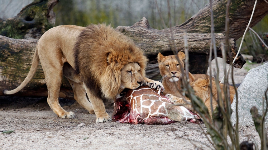 В зоопарке Дании посетителям предложили скормить "ненужных" питомцев львам