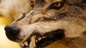 В Черниговской области волчица покусала людей