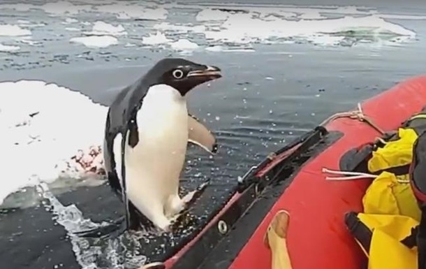 Пингвин запрыгнул в лодку к ученым "для инспекции". ВИДЕО