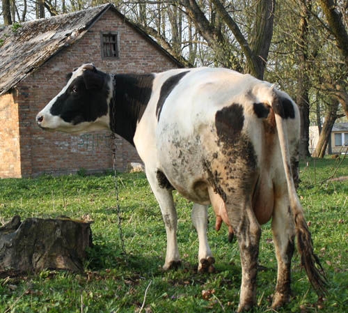 В Одесской области корова съела несколько тысяч награбленных долларов