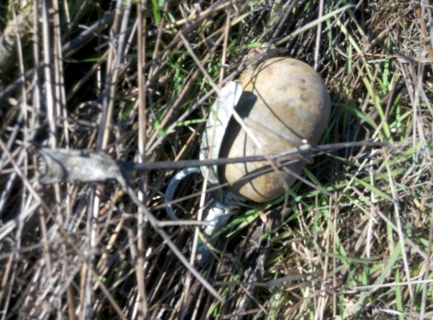 Под Очаковом у дороги пограничники нашли боевую гранату