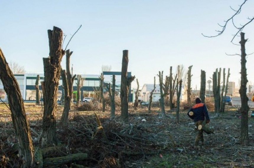 За изуродованные деревья в Ингульском районе Николаева насчитан штраф в 60 тыс. грн