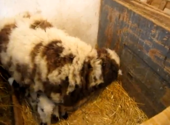 В Николаевском зоопарке пополнение: родились 2 ягненка и две овечки