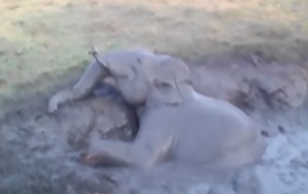 Упавшего в яму слоненка спасали при помощи экскаватора. ВИДЕО