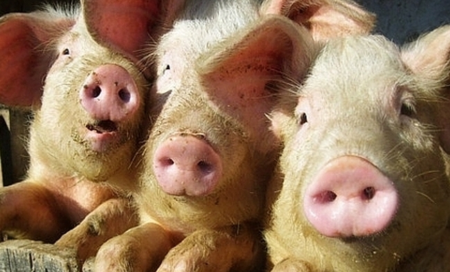 С 2020 года в Украине хотят запретить домашнюю свинину и говядину