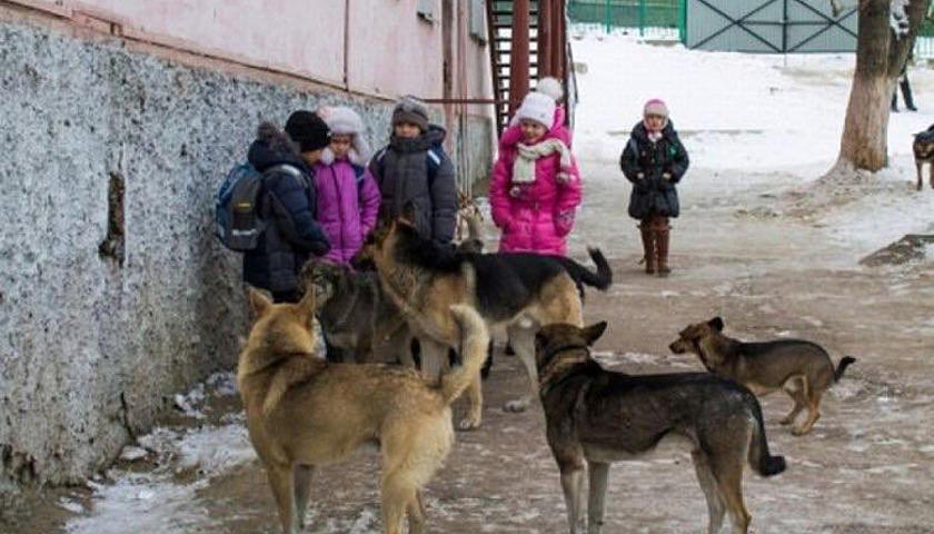 Под Одессой бродячие собаки растерзали 6-летнюю девочку