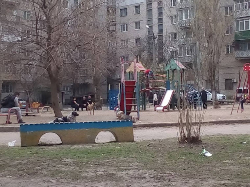 В Николаеве бродячие собаки заняли детскую площадку