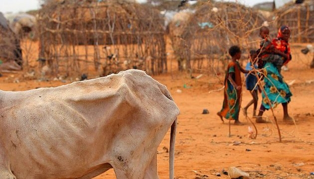 В Африке свирепствует вирус "Эбола для растений" - континенту грозит голод