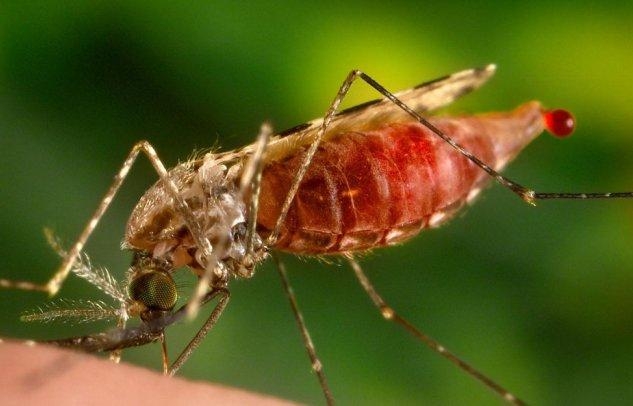 Комары, которые переносят малярию, находят жертв по запаху, - ученые