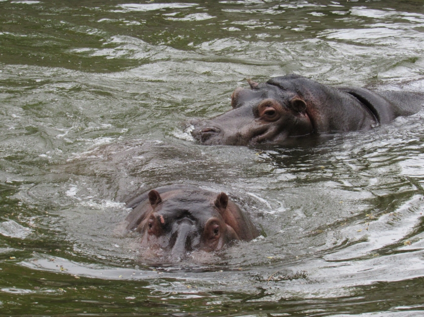 В Николаевском зоопарке бегемоты приняли спа-процедуры. ФОТО