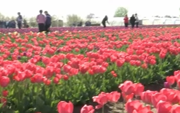 В Херсонской области расцвели 300 тысяч тюльпанов