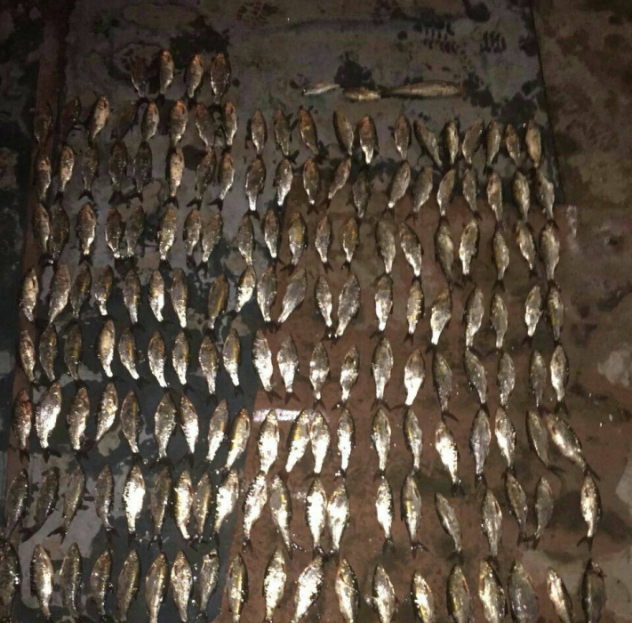 В Николаеве ночью браконьер выловил рыбы на 15 тыс грн