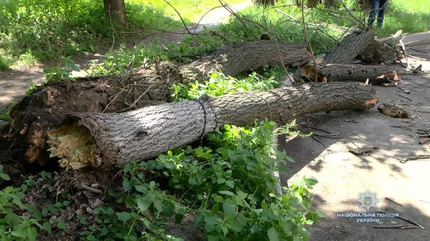 В Черкассах на детей упало дерево, есть пострадавшие