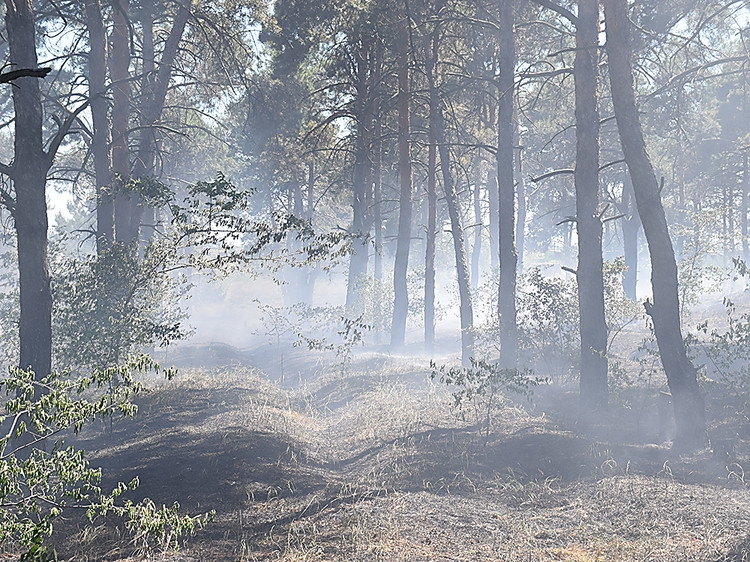 Поджог: под Николаевом горел Балабановский лес