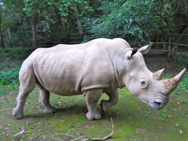Генетики решили воскресить северных белых носорогов клонированием