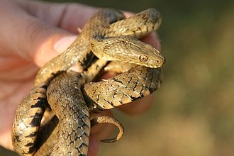 Экологи заявили, что в Коблево ядовитые змеи давно истреблены