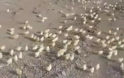 В Грузии на свалке из "испорченных" яиц вылупились тысячи цыплят. ВИДЕО