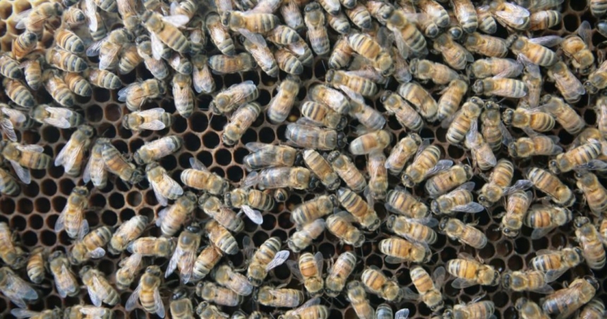 В Баштанском районе наблюдается массовая гибель пчел