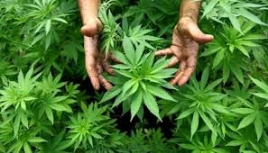 Парламент Португалии одобрил легализацию медицинской марихуаны