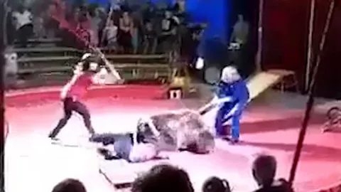 Медведь напал на дрессировщика во время представления
