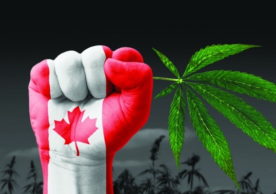 В Канаде приняли закон о легализации марихуаны, но не знают, когда он вступит в силу