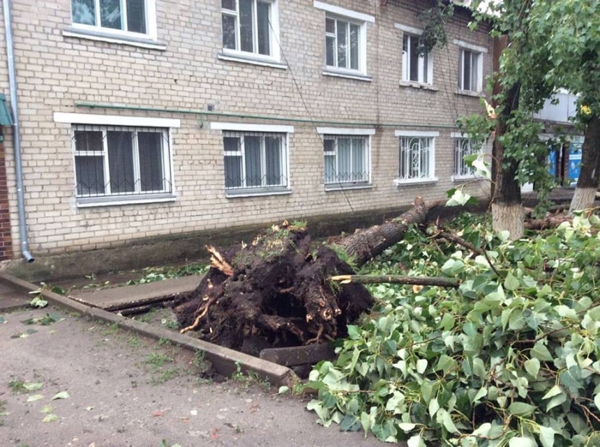 В Новом Буге на территории больницы из-за непогоды упало дерево