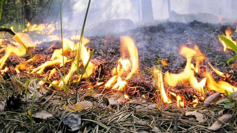 ГосЧС предупреждает украинцев о высокой вероятности возникновения пожаров в экосистемах в период с 24 по 27 июня