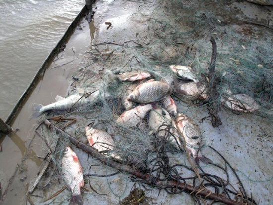 Инспекторы ГАИ объединились с рыбоохраной против браконьеров