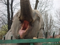Слониха из Одесского зоопарка украла мобильник у зазевавшегося посетителя 