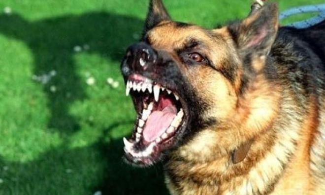 В Николаеве бродячая собака вцепилась в лицо 4-летнему мальчику