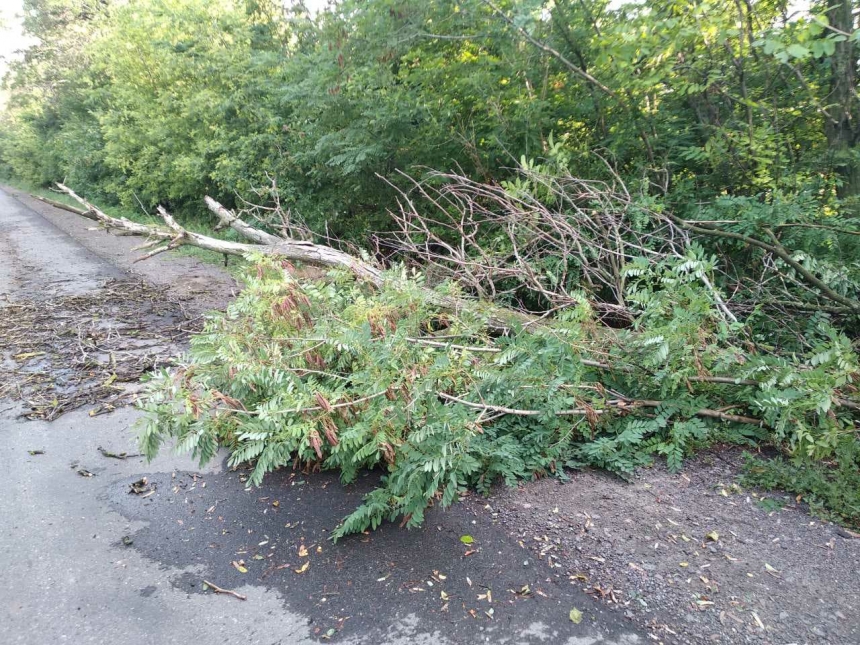 Упавшее дерево перекрыло движение трассы «Ульяновка — Николаев»