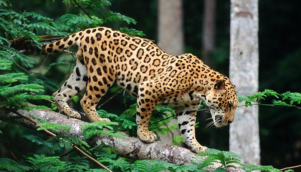В зоопарке Нового Орлеана ягуар сбежал из клетки и убил шесть животных