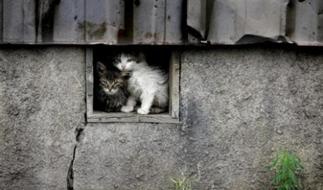 В Харькове неизвестные разгромили кошачий приют и убили животных