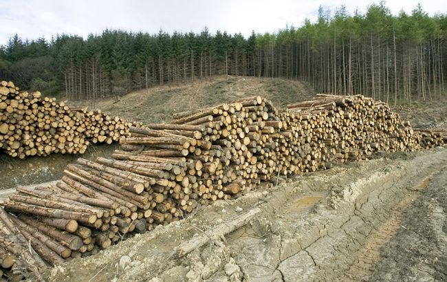 Контрабанда леса достигает 8 млрд в год, - Гройсман