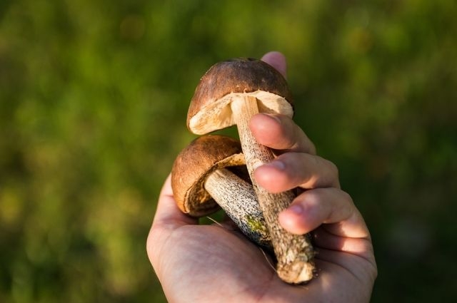 В Одесской области семья из семи человек отравилась грибами, двое умерли