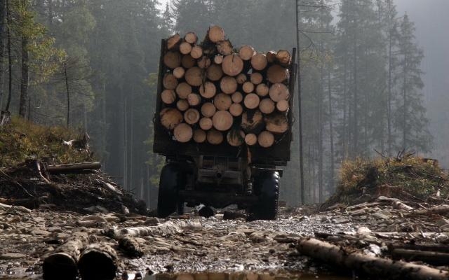 У Порошенко объяснили отказ запретить контрабанду леса