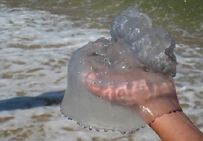 "Купол с щупальцами и зонтик":В Азовском море нашествие медуз. Видео