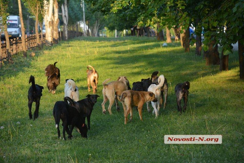 В Николаеве добровольцы намерены свозить бродячих собак к домам депутатов Веселовской и Апанасенко