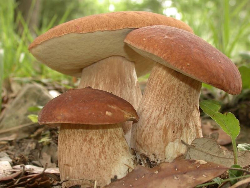 В Минздраве рассказали, что делать при отравлении грибами