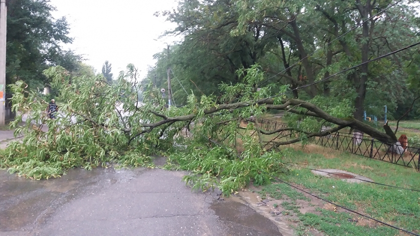На Николаевщине из-за непогоды на проезжую часть упало дерево 