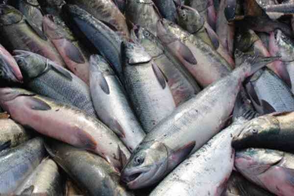 За один день инспекторы ГАИ изъяли 290 кг незаконно перевозимой рыбы