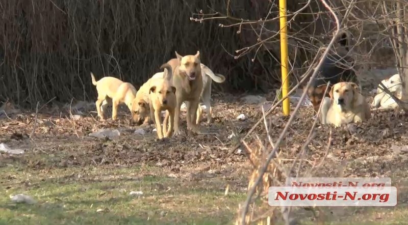 В Николаеве жители не дали коммунальщикам вернуть отловленных и стерилизованных собак на улицу